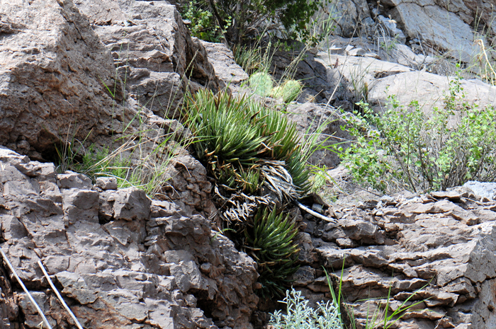 Toumey's Agave grows in rocky hillsides without much soil. Some habitats are rolling hillsides while others grow among jagged rocky outcrops. Agave toumeyana Toumey's Agave grows in rocky hillsides without much soil. Some habitats are rolling hillsides while others grow among jagged rocky outcrops. Agave toumeyana